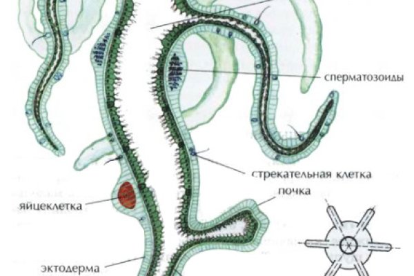 Не работает сайт kraken